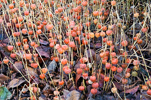 PHYSALIS_FRANCHETII__CHINESE_LANTERNS__AFTER_FROST