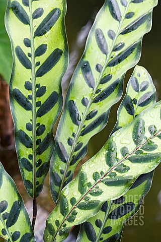 Calathea Insignis