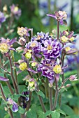 AQUILEGIA FRILLY DILLY MID-BLUE