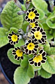 PRIMULA GOLD LACED GROUP