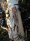 Dogwood+tree+bark+peeling