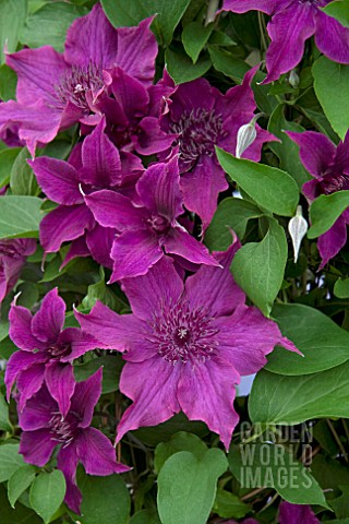 CLEMATIS_GUIDING_PROMISE