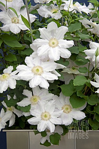 CLEMATIS_ICE_BLUE