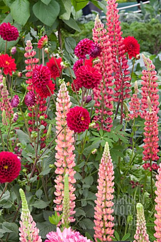 MIXED_BORDER_WITH_LUPINS_AND_DAHLIAS