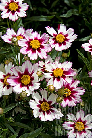COREOPSIS_STAR_CLUSTER