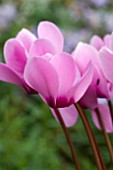 CYCLAMEN CANTO PINK
