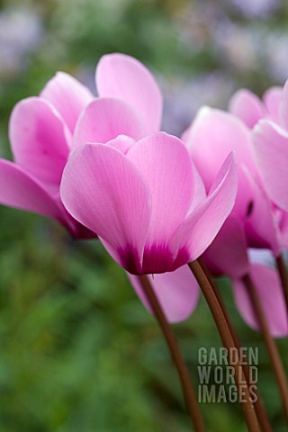 CYCLAMEN_CANTO_PINK