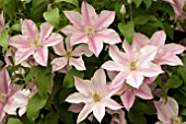 CLEMATIS SALLY