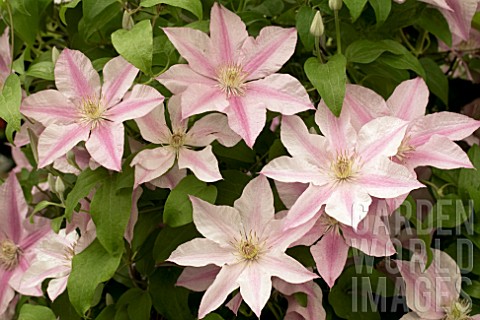 CLEMATIS_SALLY