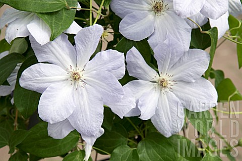 CLEMATIS_SPECIAL_OCCASION
