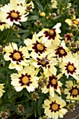 COREOPSIS UP TICK CREAM AND RED