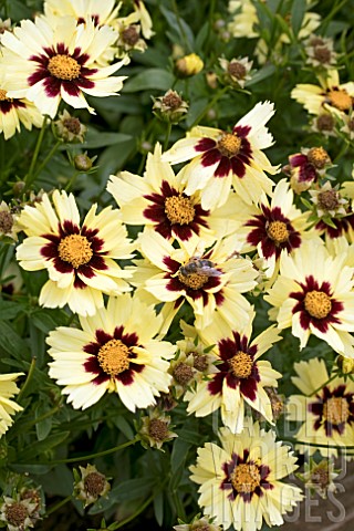 COREOPSIS_UP_TICK_CREAM_AND_RED