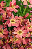 COREOPSIS LITTLE PENNY