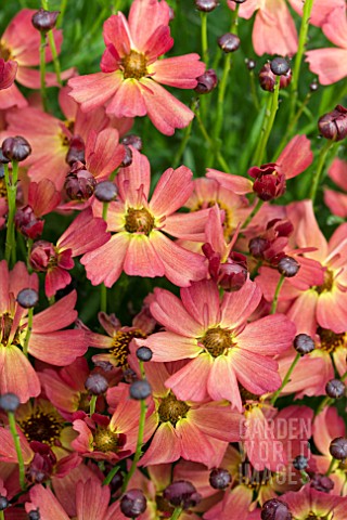 COREOPSIS_LITTLE_PENNY