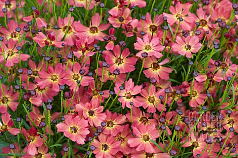 COREOPSIS_LITTLE_PENNY
