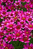 COREOPSIS STRAWBERRY PUNCH