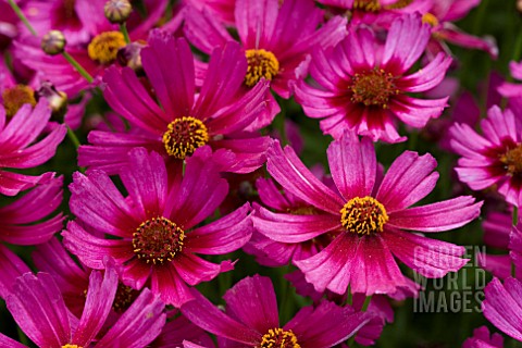 COREOPSIS_STRAWBERRY_PUNCH