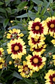 COREOPSIS UP TICK YELLOW AND RED