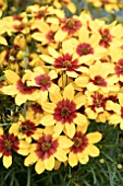 COREOPSIS SIZZLE AND SPICE CURRY UP