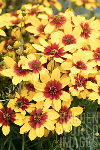 COREOPSIS_SIZZLE_AND_SPICE_CURRY_UP