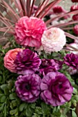 RANUNCULUS ACCOLADE IN A MIXED CONTAINER