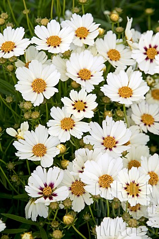 COREOPSIS_STAR_CLUSTER