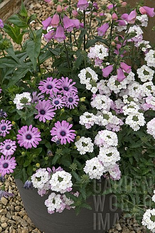 PURPLE_PINK_AND_WHITE_MIXED_SUMMER_CONTAINER