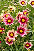 COREOPSIS RED SHIFT