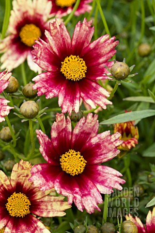 COREOPSIS_RED_SHIFT
