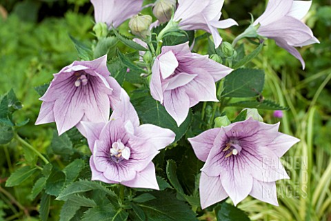 PLATYCODON_ASTRA_DOUBLE_LAVENDER