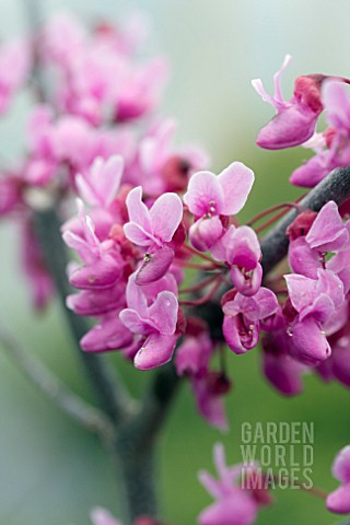 CERCIS_FOREST_PANSY