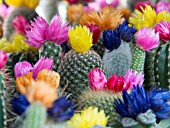 FLOWERING COLOURFUL CACTI