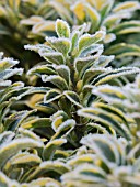 FROSTED VARIEGATED BUXUS
