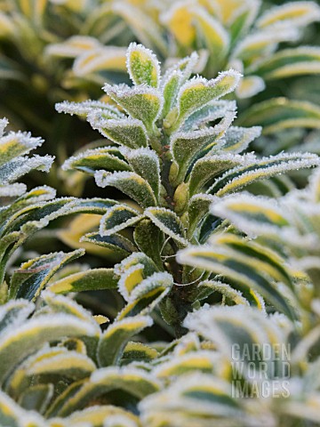 FROSTED_VARIEGATED_BUXUS