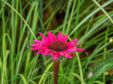 ECHINACEA_FATAL_ATTRACTION
