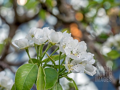 PYRUS_COMMUNIS__CONFERENCE_PEAR_BLOSSOM