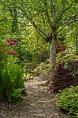 SPRING GARDEN PATH WITH ACER PALMATUM AND MATTEUCCIA STRUTHIOPTERIS