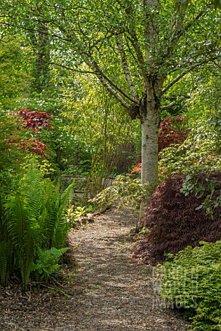 SPRING_GARDEN_PATH_WITH_ACER_PALMATUM_AND_MATTEUCCIA_STRUTHIOPTERIS